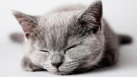 Cats animals pets wallpaper