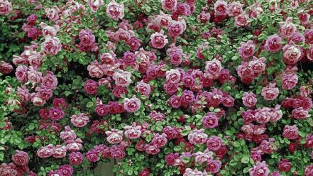 Flowers american beauty roses wallpaper