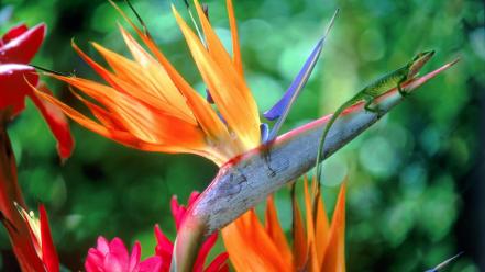 Flowers bird of paradise wallpaper