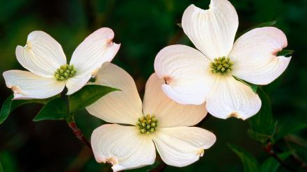 Flowers blossoms white purple dogwood wallpaper