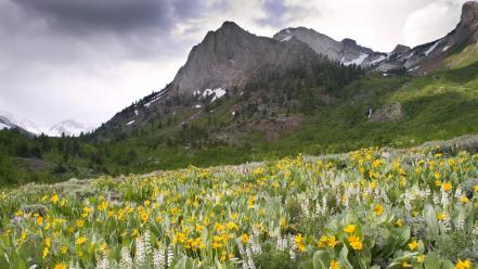 Flowers canyon california creek wallpaper