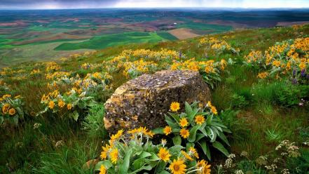 Flowers fields rocks country washington farm yellow wallpaper