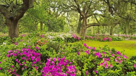 Flowers garden georgia wallpaper