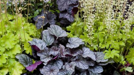 Flowers garden shade perennials wallpaper