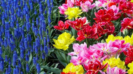 Flowers garden tulips holland hyacinths wallpaper
