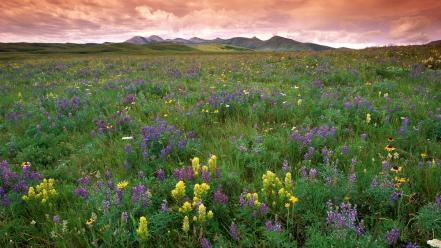 Flowers glacier montana wallpaper
