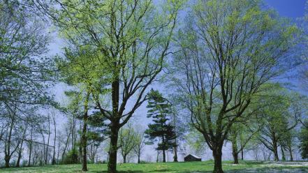 Flowers meadow spring (season) wallpaper