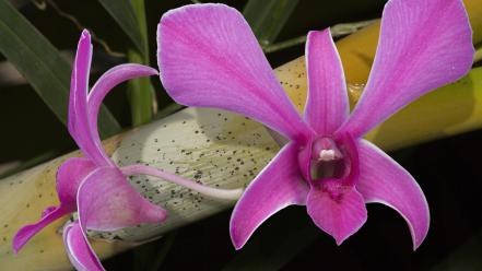 Flowers orchids wallpaper