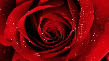 Flowers red rose wallpaper