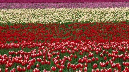 Flowers valley festival washington wallpaper