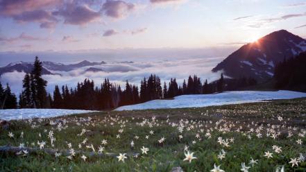 Landscapes flowers national park washington avalanche lilies wallpaper