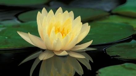 Water flowers hybrid wallpaper