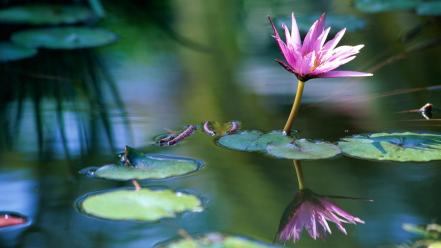Water flowers lily pads lotus flower wallpaper
