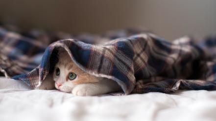 Cats kittens ben torode wallpaper
