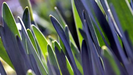 Close-up nature leaves grass plants bokeh macro wallpaper