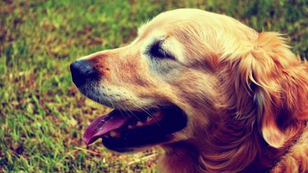 Dogs golden retriever wallpaper