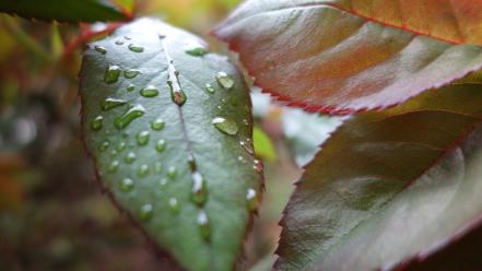 Green water nature rain leaves garden droplet forest wallpaper