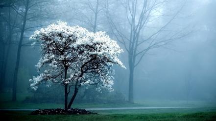 Landscapes trees fog magnolia white flowers flowered wallpaper