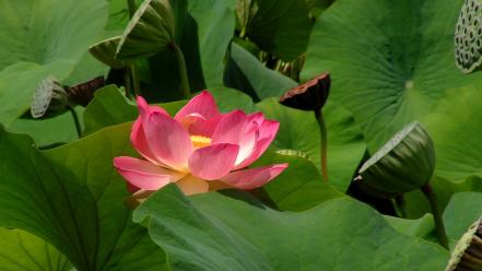 Nature flowers plants wallpaper