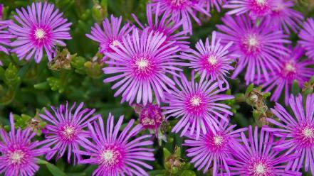 Nature flowers plants wallpaper