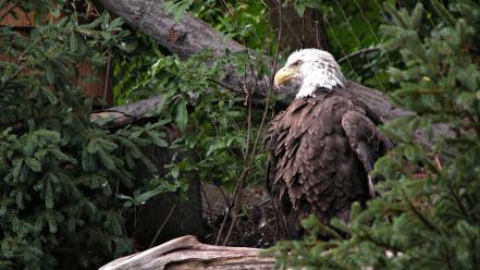 Animals bald eagles birds natural scenery wallpaper
