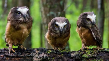 Animals birds branches moss owls wallpaper