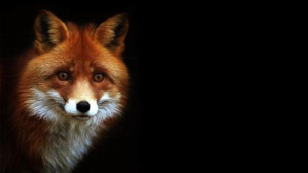 Animals black background foxes wallpaper