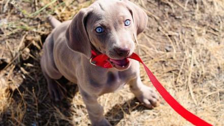 Animals blue eyes dogs leash wallpaper
