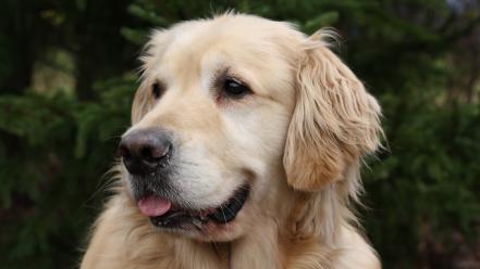 Animals dogs golden retriever wallpaper