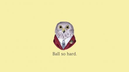 Animals minimalistic owls polar bears quotes wallpaper