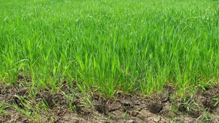 Backgrounds grass nature pasture patterns wallpaper