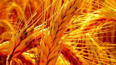 Barley hordeum vulgare poaceae nature plants wallpaper