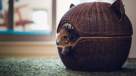 Cute cat photos wallpaper