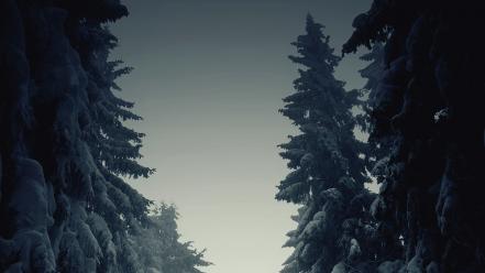 Dark forests monochrome nature outdoors wallpaper