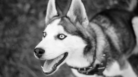 Dogs puppies husky wallpaper