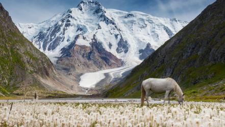 Flowers horses landscapes moss mountains wallpaper