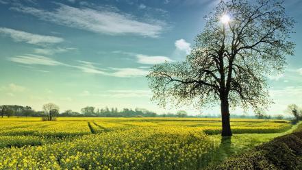 Flowers landscapes natural scenery nature sunbeams wallpaper