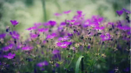 Flowers wallpaper