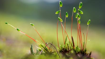 Growing plants wallpaper