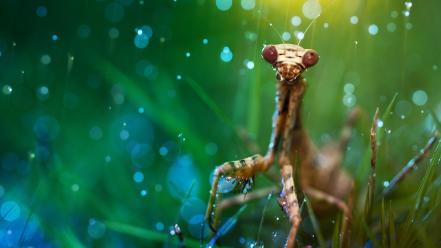 Hd photography animal wallpaper