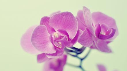 Orchids wallpaper