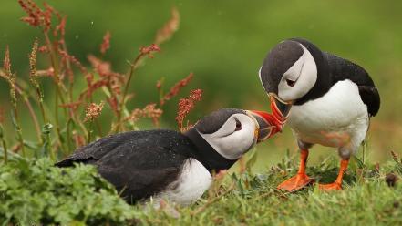Puffin animals birds wallpaper