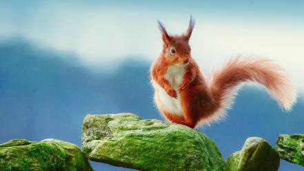 Squirrels wallpaper