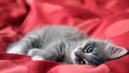 Sweet kitten wallpaper