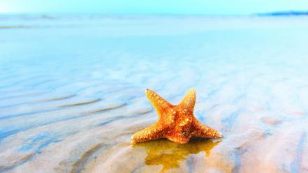 Animals aquatic sea starfish wallpaper
