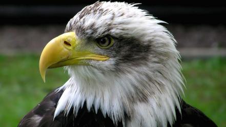 Animals bald eagles birds nature wallpaper