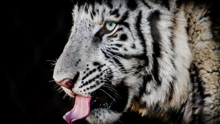 Animals feline nature tigers white tiger wallpaper