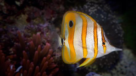 Animals fish nature tropical wallpaper