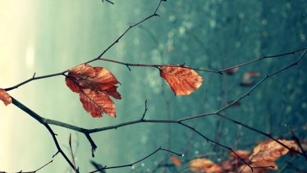 Autumn leaves natural wallpaper