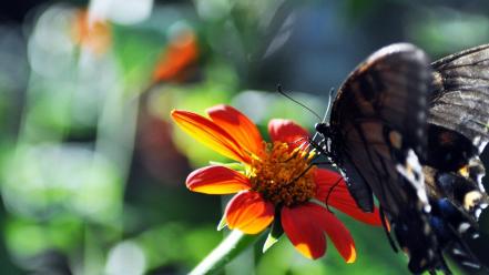Blurred background butterflies flowers wallpaper